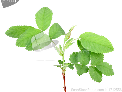 Image of Branch with bud and green leaf