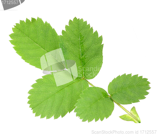 Image of Branch with green leaf of dog-rose
