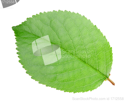 Image of Green leaf of apple-tree