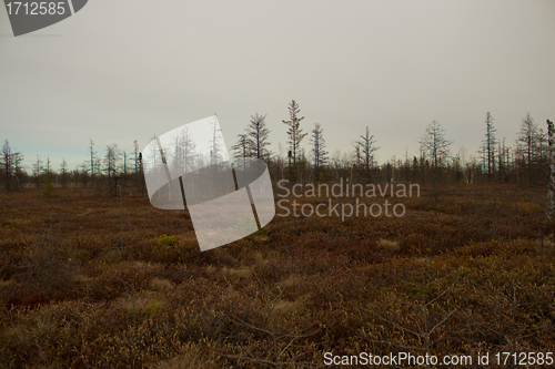 Image of Peat moss conservation area