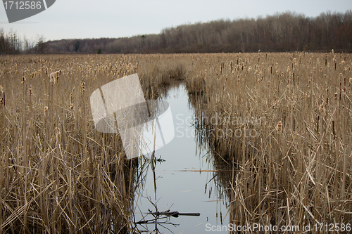 Image of Bulrush plants in a quiet marsh.