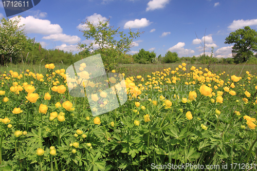 Image of Globeflower