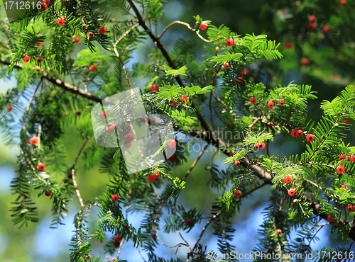 Image of European Yew