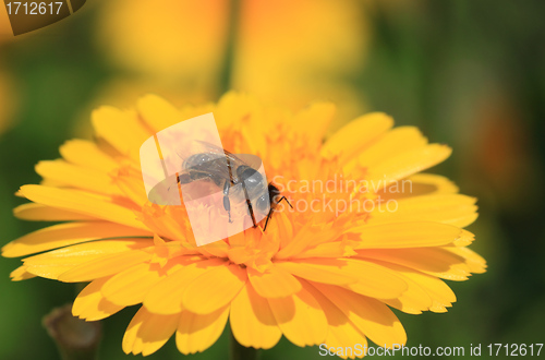 Image of Honey bee