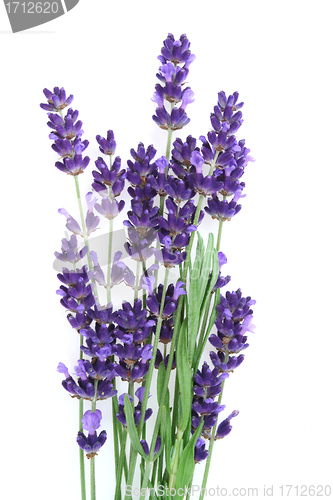 Image of Lavender