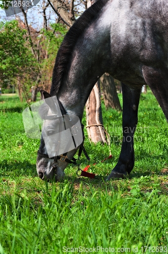 Image of Grazing Horse