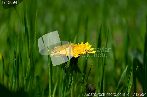 Image of Dandelion