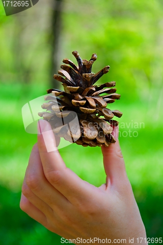 Image of Fir Cone