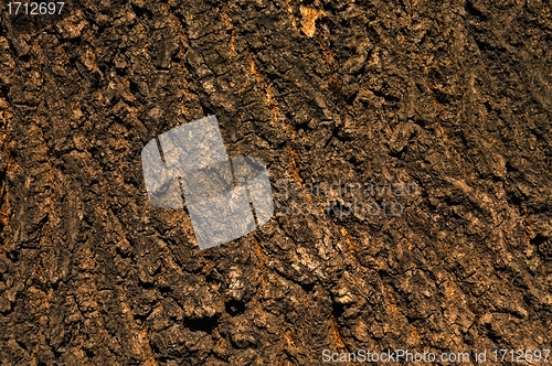 Image of Background - bark