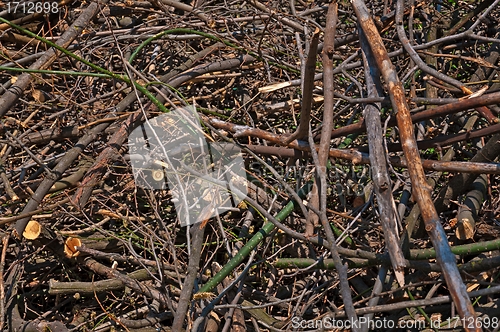 Image of Background - branches