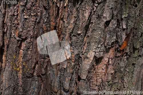 Image of Background - bark