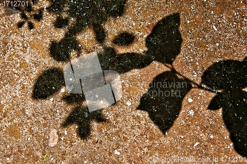 Image of Shadow on a wall