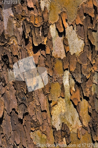 Image of sycamore bark