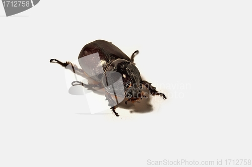 Image of Rhinoceros beetle