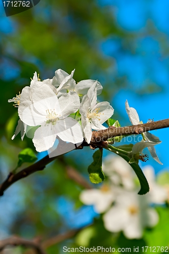 Image of Blooming apple tree