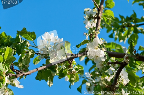 Image of Blossoming apple-tree