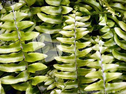 Image of Fern leaves