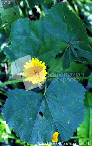 Image of Little flower