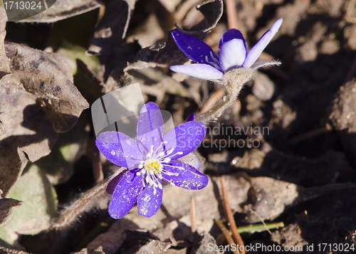 Image of Closeup hepatica blue flower blooms spring wake up 