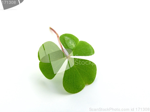 Image of clover