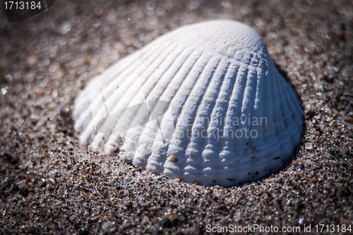 Image of seashell