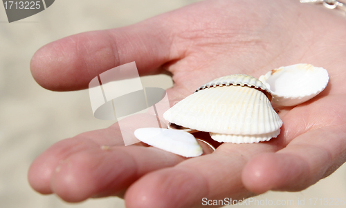 Image of Scallop