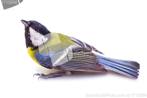 Image of Titmouse 22