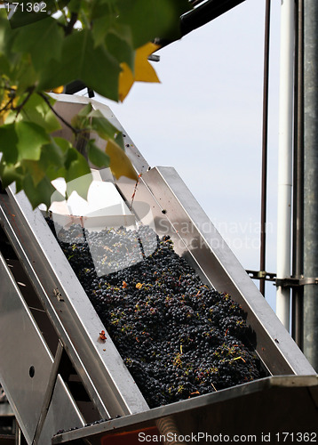 Image of Wine making process