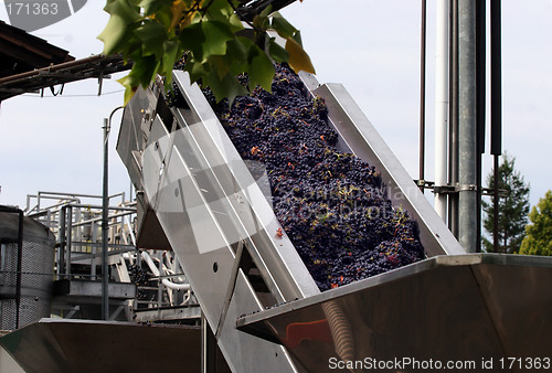 Image of Wine making process