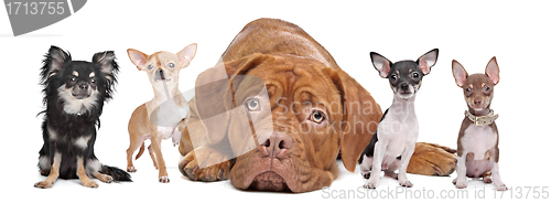 Image of Group of dogs