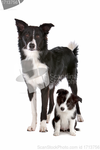 Image of Border collie adult and puppy