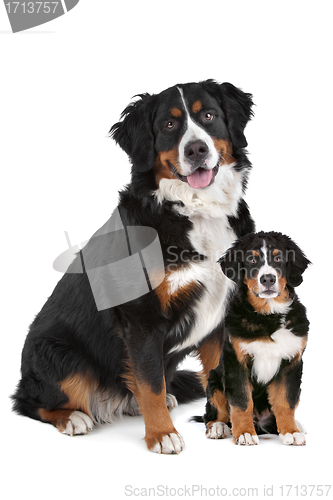 Image of Bernese Mountain dog adult and puppy