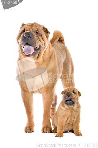 Image of Chinese Shar Pei dog adult and puppy