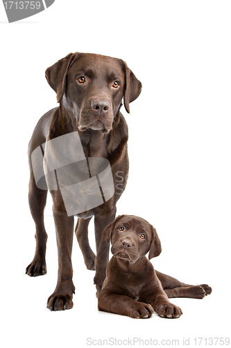 Image of Chocolate Labrador adult and puppy