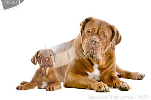 Image of Dogue de Bordeaux adult and puppy