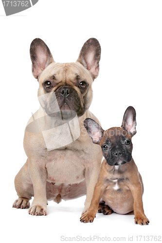 Image of French Bulldog adult and puppy