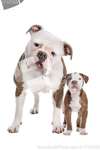 Image of American Bulldog Adult and puppy