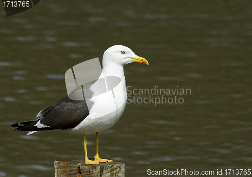 Image of Lesser Black-backed Gull