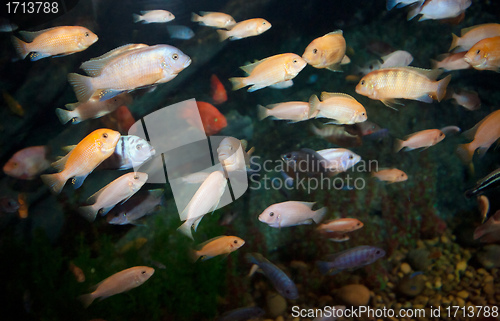 Image of lots of fish