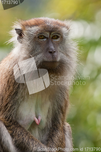 Image of macaque monkey