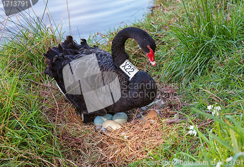 Image of black swan on eggs