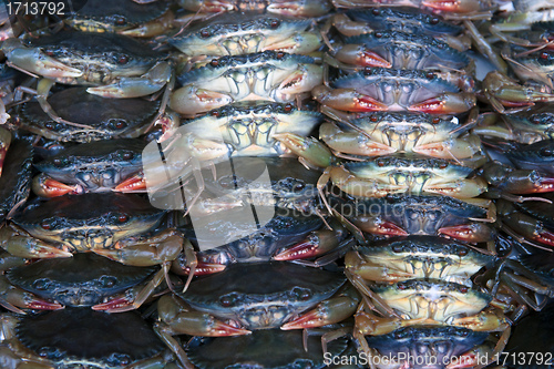 Image of lots of crabs for sale