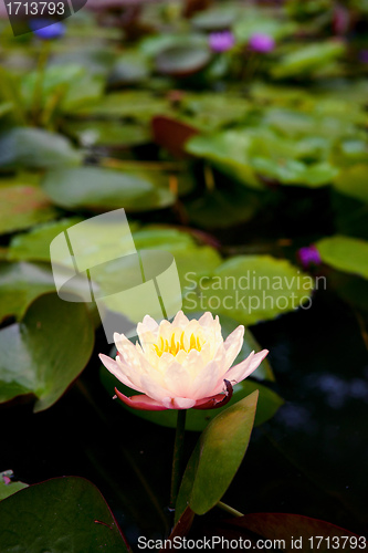 Image of water lily in pond