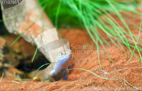 Image of egernia atriata lizard