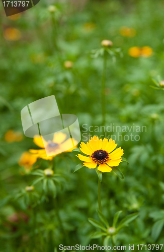 Image of black eyed susan