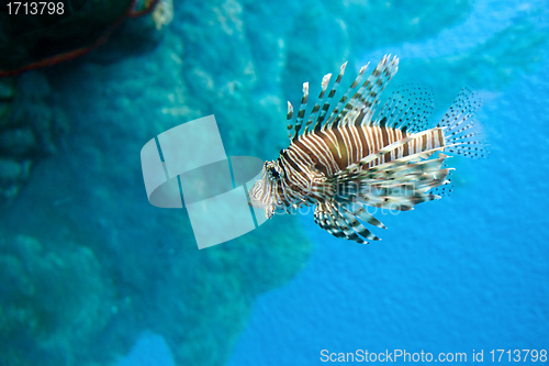 Image of lion fish