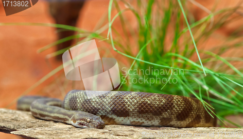 Image of stimsons python snake