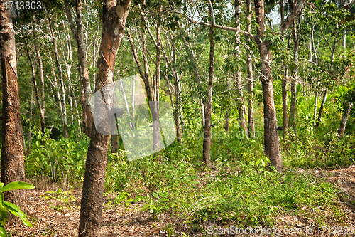 Image of rubber tree plantation