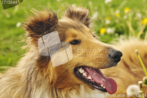 Image of collie puppy sunny