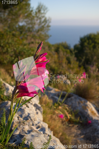 Image of Gladiolus